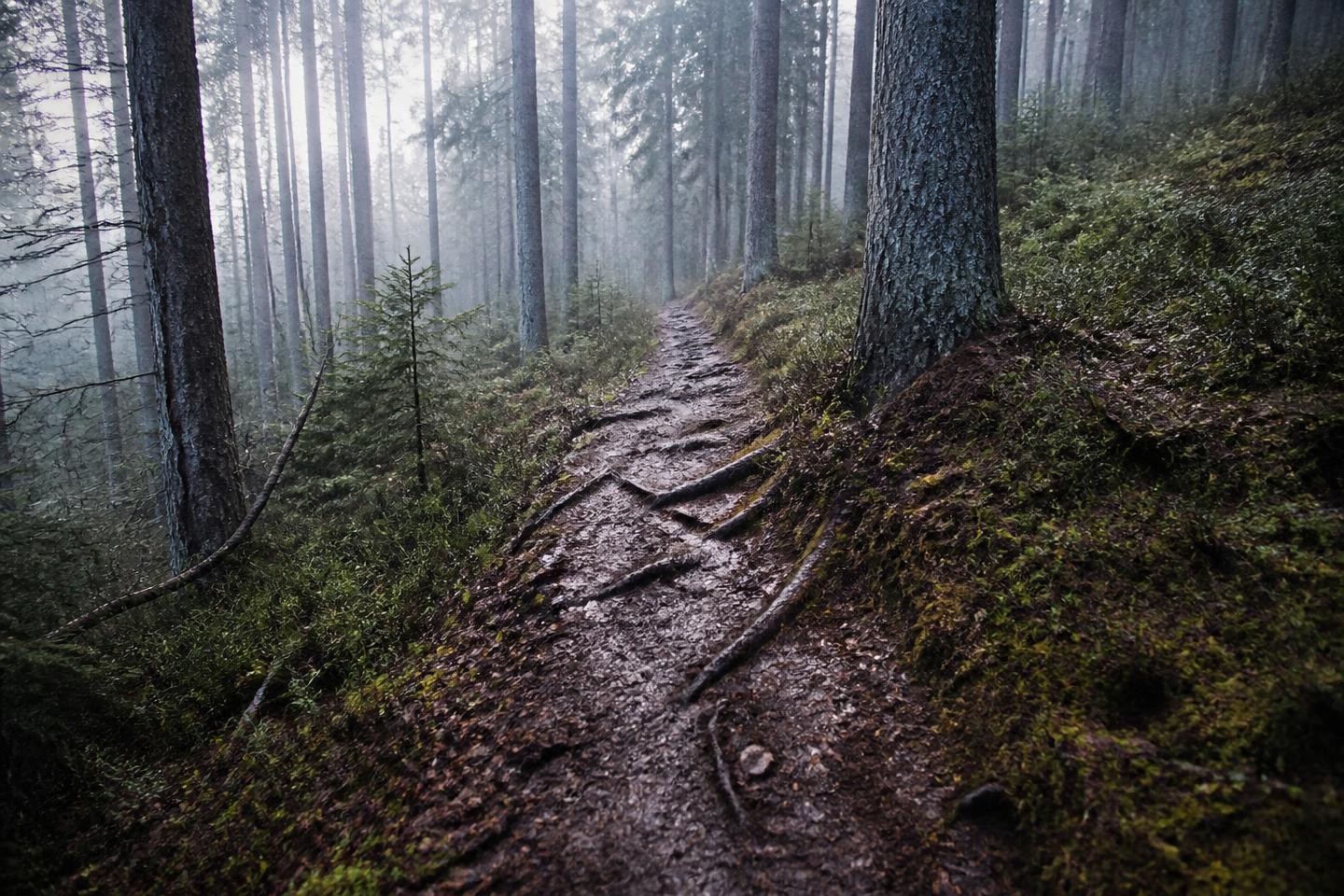 Rooted forest singletrack in low grey dawn light